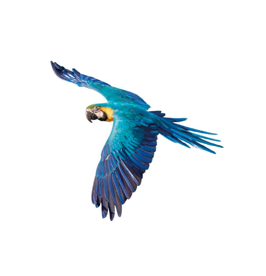 Guacamaya