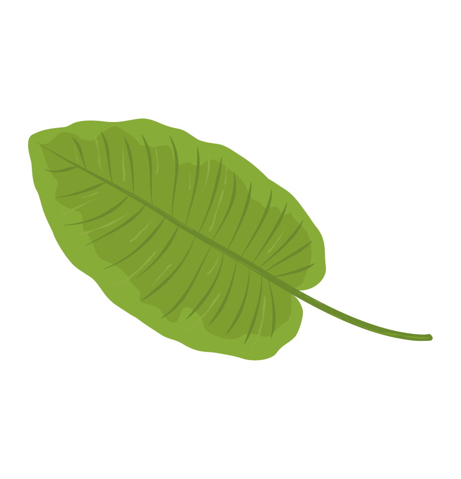 Hoja tropical